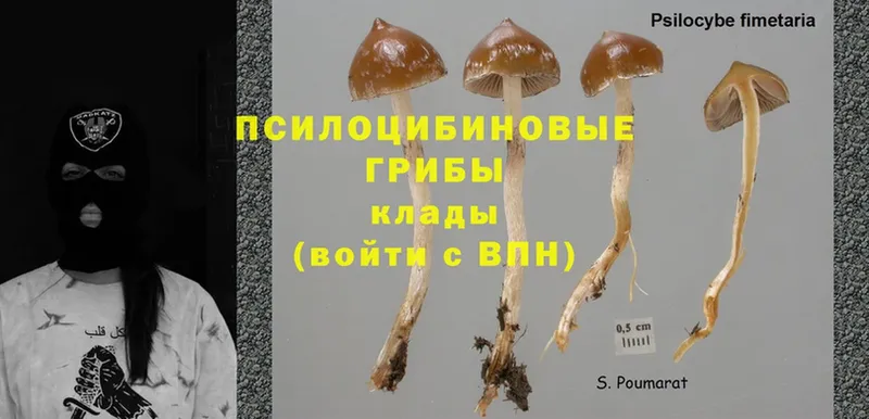 купить  цена  Ельня  Галлюциногенные грибы Psilocybe 